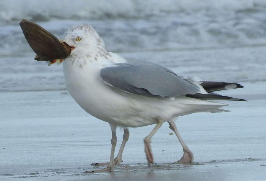 A gull with an apparent four legs eating a clam