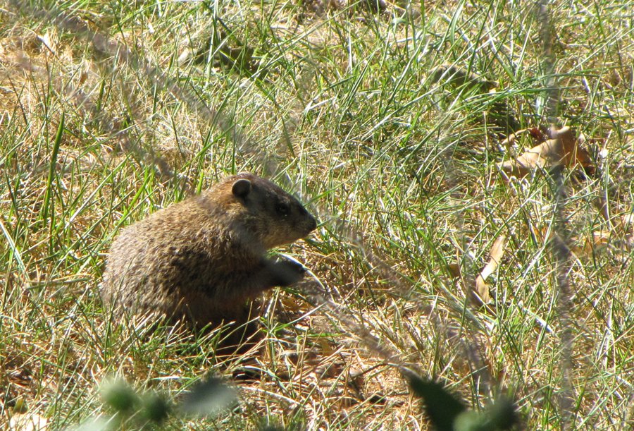 Rodent of unusual size