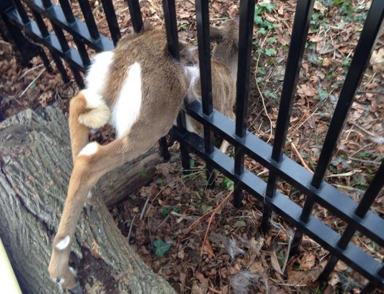 Deer in a fence