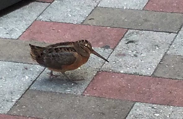 Woodcock in downtown Boston