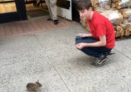 Boy and bunny on Beacon Street in Brookline