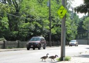 Geese observing traffic sign in Hyde Park