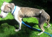 Starving pit bull found in Watertown