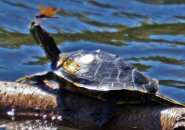Turtle with a bug on its nose at Jamaica Pond