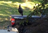 Aggravating turkey on Ashmont Street in Dorchester