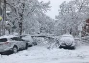 Fallen tree in Brighton