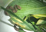 Copperhead snake found in Braintree after biting a man