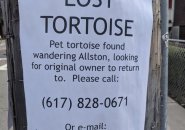 Tortoise found wandering around Allston
