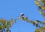 Bald eagle in Jamaica Pond