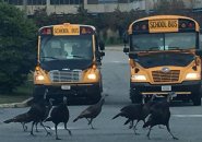 Turkeys crossing in front of school buses at the Ohrenberger in West Roxbury 