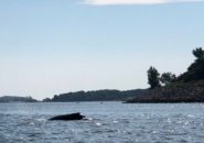 Whale off Spectacle Island in Boston Harbor 