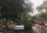 Split tree on Broadway in South Boston