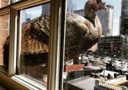 Turkey on a ledge