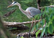 Great blue heron at Jamaica Pond