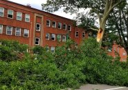 Broken tree on the Arborway