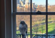 Hawk at a window