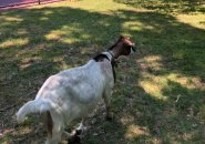 Free-range goats at Dorchester Park