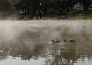 Fog on Frog Pond