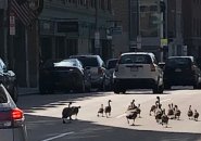 Goslings on East Berkeley Street in the South End