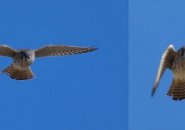 American kestrel over Millennium Park