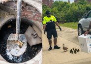 Duckling being scooped out of storm drain and the rest of her family