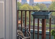 Raccoon on Fenway balcony