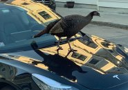 Turkey on a Tesla