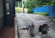 Turkeys at Burger King drive thru in Roslindale