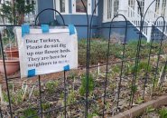 A note pleading with turkeys not to eat a Cambridge garden