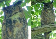 Great horned owl at Millennium Park