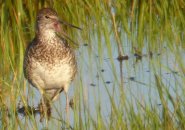 Willet in Squantum marshes in Quincy