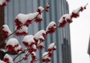 Snow-covered witch hazel in the Back Bay