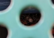 Yellowjackets inside play structure at Jamaica Plain playground