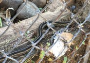 A snake in Jamaica Plain