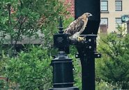 Falcon on Beacon Hill light fixture