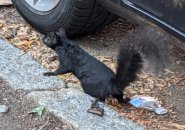 Black squirrel