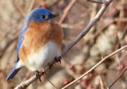 Eastern bluebird at Millennium Park