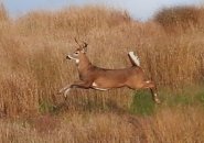 Jumping buck