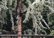 Raccoon in a tree in Charlestown