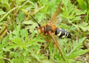 Cicada killer wasp