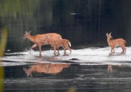 Deer in the Charles River