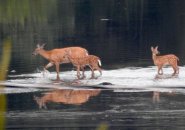 Deer in the Charles River