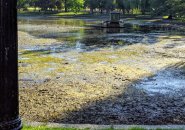 Public Garden drained due to botulism