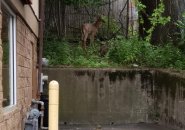 Dunkin' Donuts deer in Hyde Park