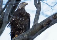 Eagle at Jamaica Pond