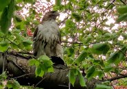 Hawk with lunch in the Public Garden