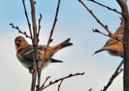 Redpolls at Millennium Park in West Roxbury