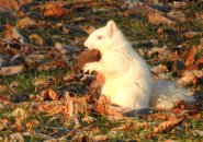 Albino squirrel at Jamaica Pond