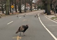 Turkey and geese in Jamaica Plain