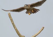 Kestrel with a grub